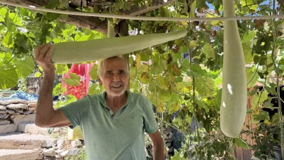 Antalya'da devasa su kabağı 96 santime ulaştı!