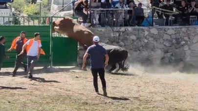 Bu kadarı pes dedirtti: 600 kiloluk boğa rakibinden kaçmak için kedi gibi atladı