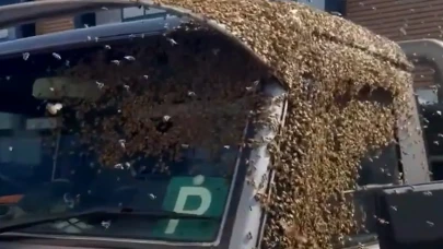 Avustralya'da Bir SUV Aracını Büyüleyen Binlerce Arı Olayı!