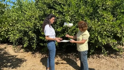 Ürünler dökülmeye başladı! Aydın'da turunçgili tehdit eden büyük tehlikeye karşı seferberlik