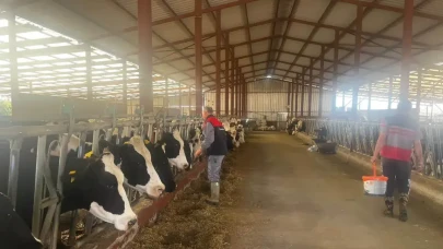 Baklan İlçe Tarım ve Orman Müdürlüğü'nden şap aşısı hamlesi