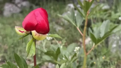 "Üzerinde Büyüyen Çocukluk: Eşsiz Birey Olmanın Temelleri"