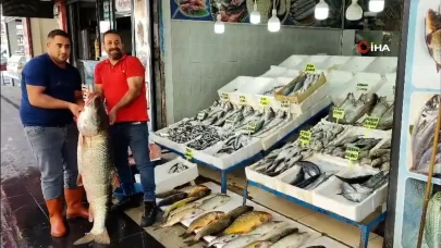 Batman'da 1,5 metre uzunluğunda 69 kiloluk balık satışa sunuldu
