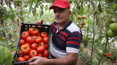 Devlet desteğiyle üretimini 7 kat artırdı: İki ton domatesten 100 bin TL kazandı