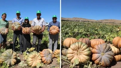 Elazığ'da Kabak Hasadı Başladı: Üretim Hedefi 4 Bin Tonun Üzerinde