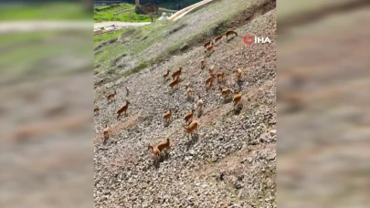 Dağ keçileri tarihi kalenin eteklerinde görüntülendi