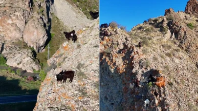 Dron ile Sürü Yönetimi: Erzurumlu Çoban'ın Yenilikçi Yöntemi!
