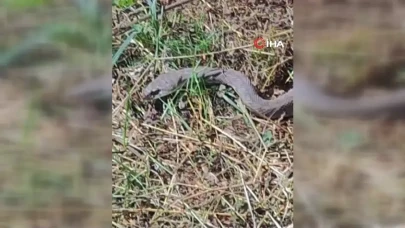 Hakkâri'de tarlada bir metreden büyük kocabaş yılanı görüldü