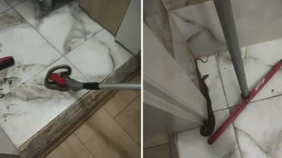 Hatay'da korkutan manzara : Yerleşim yerlerinde görülen yılanlar doğaya salındı
