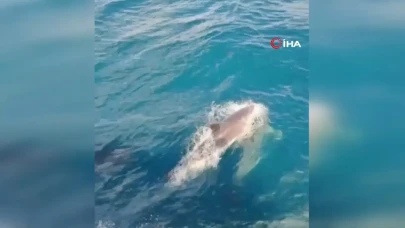 İğneada’da Balıkçı Teknesini Yunusların Neşesi Sarmaladı!