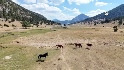 Isparta'nın yaylalarındaki yılkı atları dronla görüntülendi