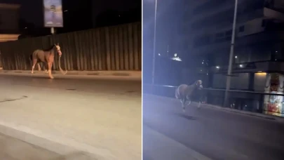 Kahire'de Sahipsiz Atlar Trafiği Alt Üst Etti!
