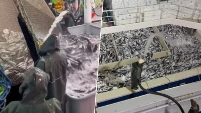 Karadeniz'de tekneler kasa kasa palamutla dönüyor: Geçen yıla göre yüzde 50 arttı