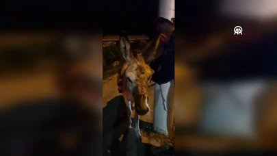 Sosyal Medya Bir Eşeği Daha Kurtardı: Kaybolan Eşek Sonunda Bulundu!