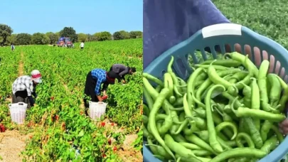Kilis'te Tarımsal Bereket: 118 Bin Ton Biber Hasadı Yolda!