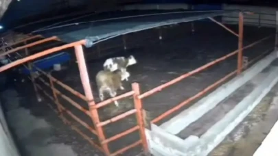 Kırşehir'de Mandıraya Sızan Kurtlar, Hayvanları Tehdit Etti!