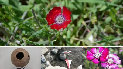 Külhöyük’te 4 bin yıllık sürpriz: Sevgi Çiçeği’nin bilinen en eski tohum kalıntıları bulundu