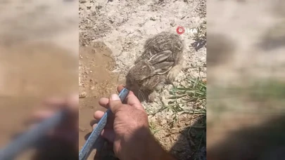 Mersin Mut'ta Bulunan Yavru Tavşan Doğaya Yeniden Kavuştu!