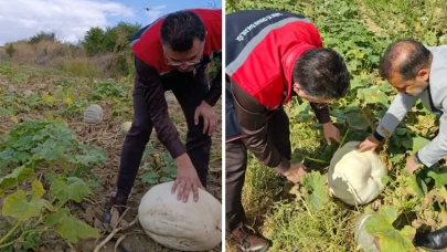 Sonbaharın gözdesinde hasat mesaisi: Olgunlaştığı böyle anlaşılıyor