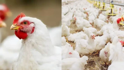 Tavuk Yumurtası Üretiminde Tarihi Zirve: Temmuz'da 1.90 Milyar Adet Üretim Gerçekleşti!