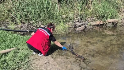 Tekirdağ'da Dere Sularında Balık Ölümleri: Acil İnceleme Süreci Başlatıldı!