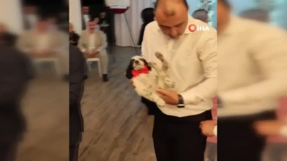 Trabzon'da av köpeği yavrusunu takı olarak taktı