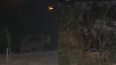 Tunceli'de yiyecek arayan ayılar vatandaşların kamerasına yakalandı