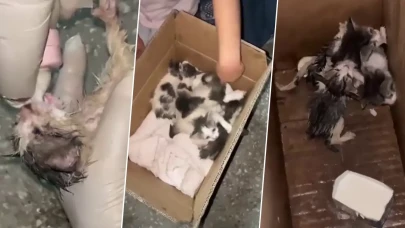 Görenlerin yüreği sızladı! Kolide ölüme terk edilen yavrular için mahalleli tek yürek oldu