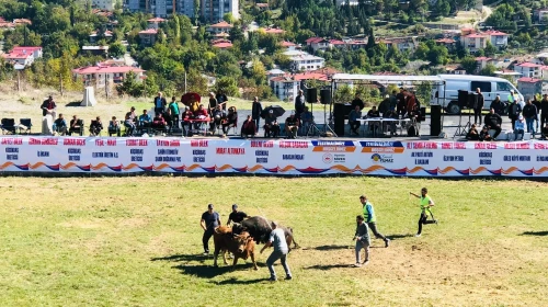 Kültürel Miras: Ardanuç Boğa Güreşleri Ödülleri Sahiplerini Buldu