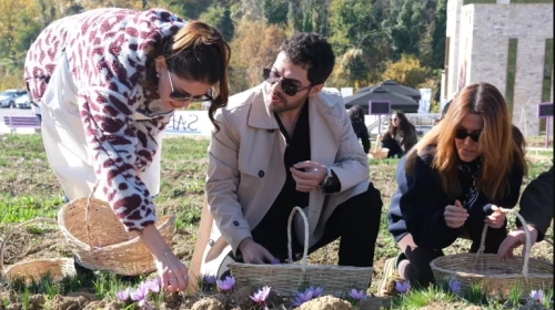 Emine Erdoğan'ın himayesinde Safranbolu'da imece usulü safran hasadı yapıldı!