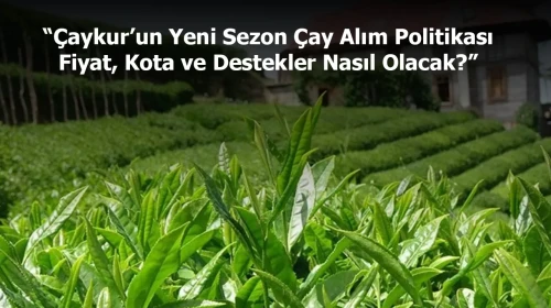 Çaykur’un Yeni Sezon Çay Alım Politikası | Fiyat, Kota ve Destekler Nasıl Olacak?