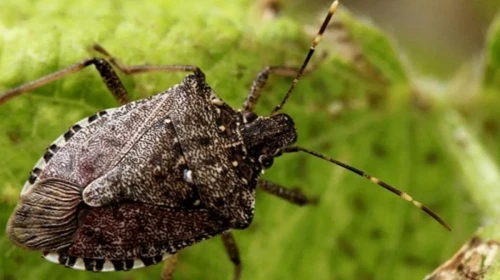 Trabzon'da Kokarca İstilası: Doğal mı, Yapay mı?