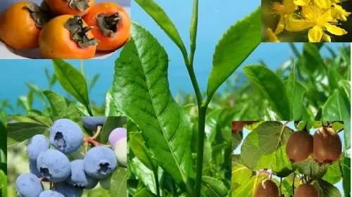 RİZE'NİN DOĞASI ŞİFA SAÇIYOR