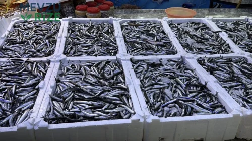 Rize'de balık fiyatları: Hamsi 100, barbun 300 lira!