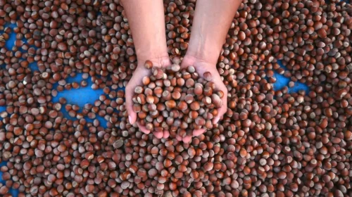 23 Ocak 2026 Fındık Fiyatları: Giresun, Ordu, Sakarya, Samsun ve Rize Güncel Rakamlar