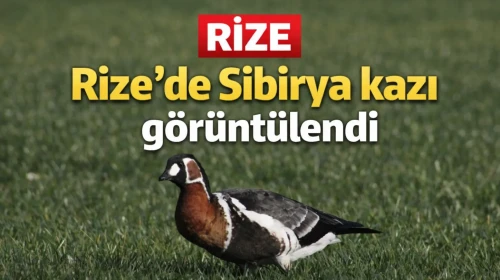 Rize'de Sibirya kazı görüntülendi