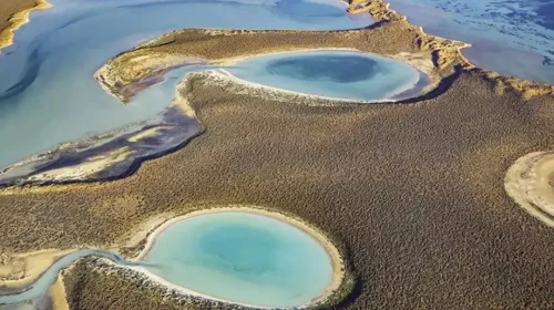 Adana'nın Biyoçeşitlilik Zengini: Görsel ve Özellikleriyle Büyüleyici Doğa Hazineleri