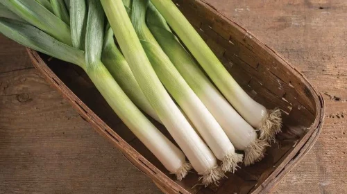 Daha önce pırasanın bu faydalarını bilmiyorduk! İşte pırasa tüketmeniz için 5 sebep
