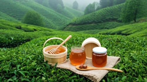 Rize’de Organik Ürün Nereden Alınır? İşte En Güvenilir Adresler (2026 Rehberi)