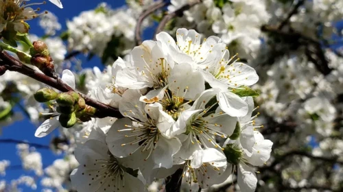 2026 Cemre Tarihleri Belli Oldu: İlk Cemre Hangi Tarihte ve Nerelere Düşecek?
