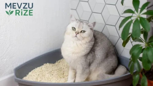 En İyi Kedi Kumu Koku Giderici Tavsiyesi ve Markaları 2026