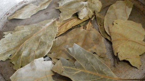 Avokado Yapraklarından Elde Edilen Faydalar: Kaynatarak Tüketenler İçin Beklenmedik Sonuçlar!