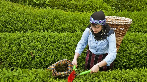 Rize’de Bir Çay Bahçesinde Kaç Ton Toplanır?
