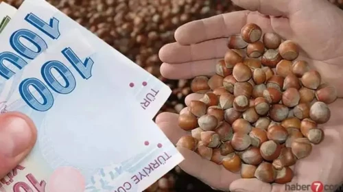 Fındıkta destek ödemeleri başlıyor! Tarih belli oldu