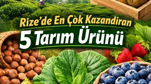 Rize’de En Çok Kazandıran 5 Tarım Ürünü