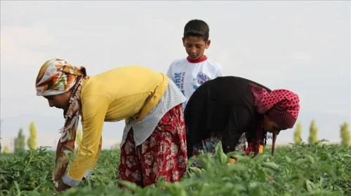 TÜİK: Mevsimlik tarım işçilerinin ortalama günlük ücretleri 2025 yılında yüzde 37,8 arttı
