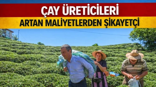 Rize'de Çay Üreticileri, Artan Maliyetlerle Zor Günler Yaşıyor!