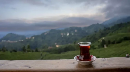 Rize’de Çay Neden Dünyanın En İyisi Sayılıyor?