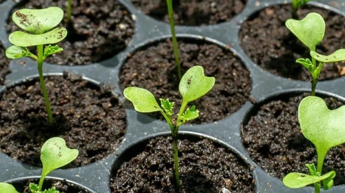 Rize'de Bahçıvanlar Mart Ayı Son Fırsatını Kaçırmıyor