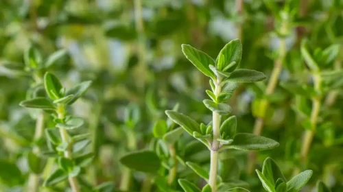 Kekik: Doğanın Sağlık Kaynağı ve Antibiyotik Özellikleriyle Dikkat Çekiyor!